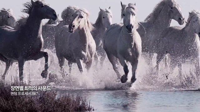 Video Reference: Horse, Vertebrate, Herd, Mustang horse, Mane, Stallion, Wildlife, Mare, Landscape, Watercolor paint