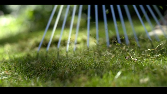 Video Reference: Nature, Lawn, Grass, Green, Plant, Sunlight, Water, Leaf, Close-up, Outdoor, Sitting, Bird, Standing, Game, Grassy, Field