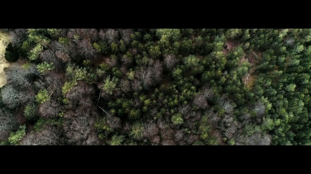 Video Reference: Nature, Vegetation, Green, Natural environment, Forest, Tree, Aerial photography, Biome, Plant, Soil, Small, Standing, Field, Large, Broccoli, Holding, White, Brick, Giraffe, Reef, Landscape