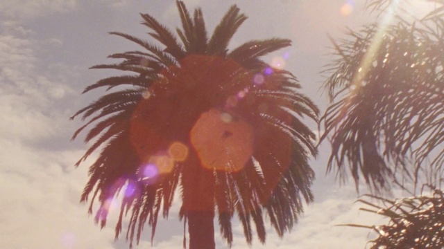 Video Reference: Tree, Palm tree, Arecales, Date palm, Sky, Atmospheric phenomenon, Elaeis, Plant, Attalea speciosa, Woody plant