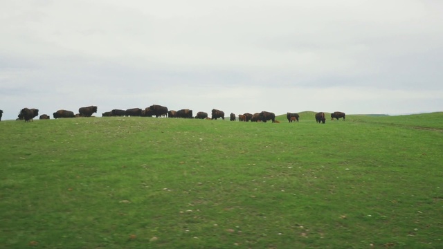 Video Reference: Grassland, Pasture, Grazing, Green, Plain, Natural environment, Grass, Field, Bovine, Meadow