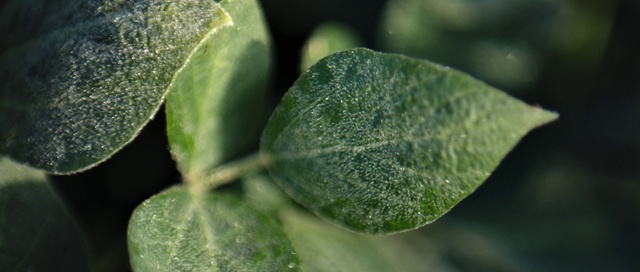 Video Reference: Leaf, Flower, Plant, Plant pathology, Flowering plant