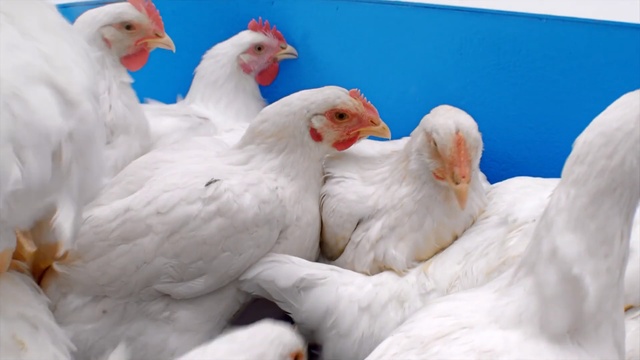 Video Reference: Chicken, Bird, Beak, Poultry, Galliformes, Livestock, Rooster, Fowl