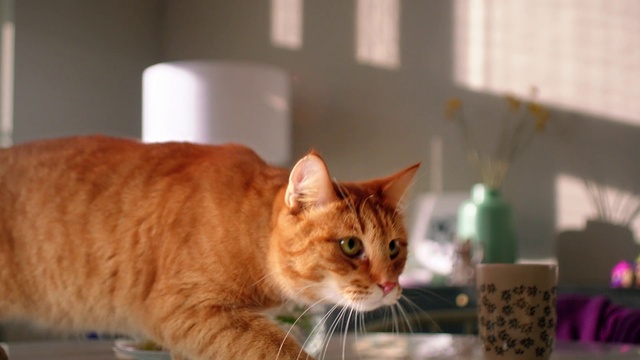 Video Reference: Cat, Small to medium-sized cats, Mammal, Felidae, Whiskers, European shorthair, Tabby cat, Carnivore, Domestic short-haired cat, Aegean cat