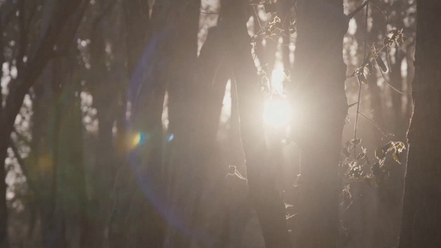 Video Reference: Atmospheric phenomenon, Light, Sunlight, Natural environment, Tree, Atmosphere, Morning, Water, Forest, Sky