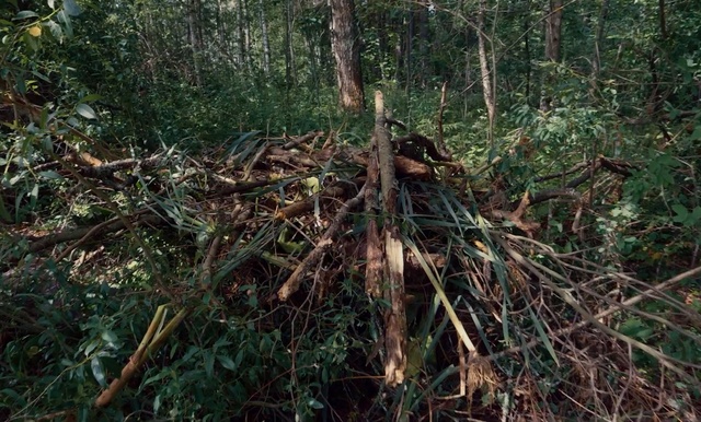 Video Reference: Tree, Forest, Natural environment, Jungle, Old-growth forest, Plant, Rainforest, Nature reserve, Biome, Valdivian temperate rain forest, Outdoor, Grass, Wood, Sitting, Standing, Wooded, Green, Field, Area, Bear, Black, Surrounded, Walking, Laying, Old, Branch, Brush, Grassy, Tall, White, Flower, Hydrant, Nature, Landscape, Autumn, Prop root, Root