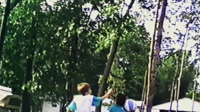 Video Reference: Tree, Nature, Woody plant, Plant, Birch, Branch, Spring, Forest, Fun, Woodland