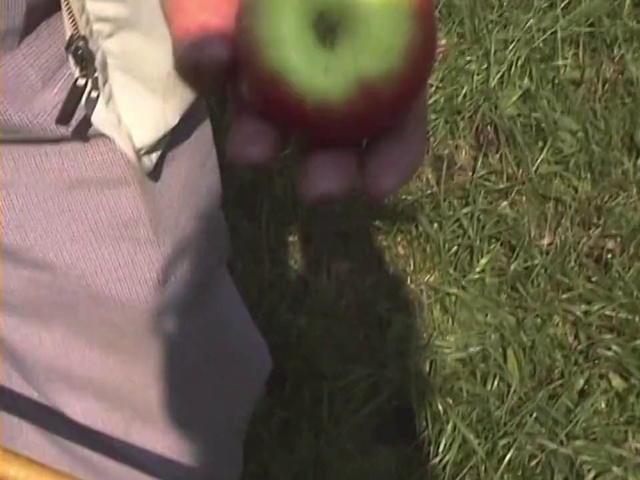 Video Reference: Apple, Fruit, Plant, Grass, Tree, Lawn, Footwear, Malus, Trousers