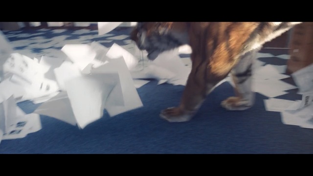 Video Reference: Sky, Cloud, Sporting Group, Canidae, Table, Boxer, Non-Sporting Group, Cat