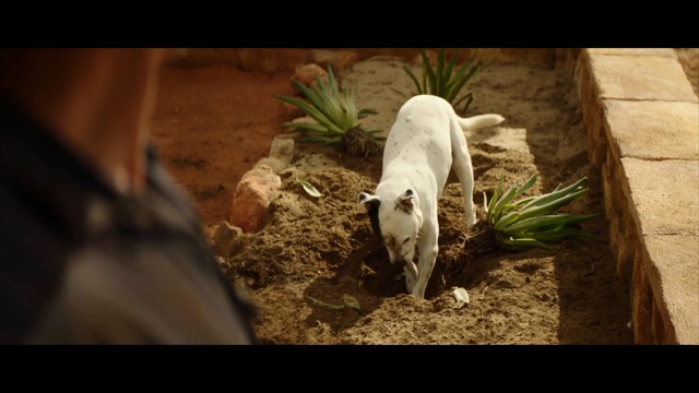 Video Reference: Canidae, Dog, Domestic pig, Bull terrier, Grass, Dog breed, Adaptation, Suidae, Non-Sporting Group, Carnivore