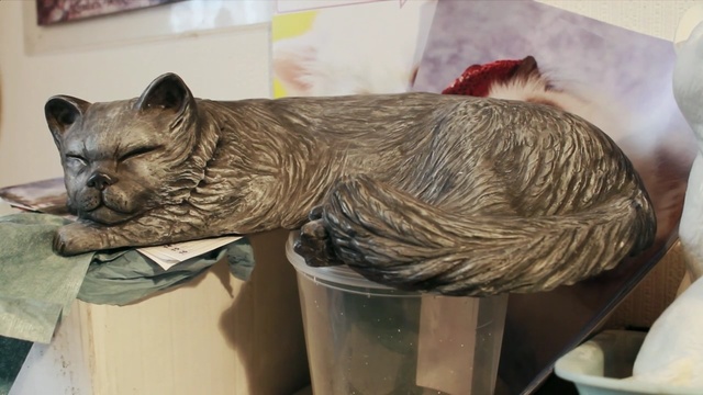 Video Reference: cat, mammal, small to medium sized cats, fauna, cat like mammal, whiskers, snout, carnivoran, fur