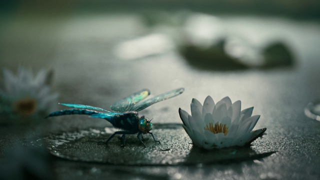Video Reference: Nature, Macro photography, Insect, Water, Green, Flower, Turquoise, Still life photography, Aquatic plant, Plant