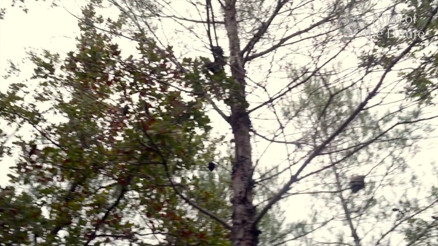 Video Reference: Tree, Plant, Branch, Woody plant, Canoe birch, Twig, Birch, Leaf, Trunk, Plant stem