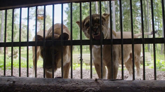 Video Reference: Zoo, Bengal tiger, Wildlife, Felidae, Animal shelter, Carnivore, Big cats, Recreation, Tiger, Siberian tiger