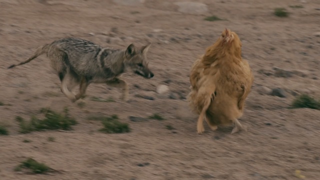 Video Reference: jackal, ecosystem, fauna, wildlife, ecoregion, sand, hyena, snout, landscape, steppe, Person