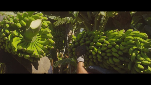 Video Reference: vegetation, plant, leaf, biome, organism, tree, computer wallpaper, screenshot, nopal, jungle, Person