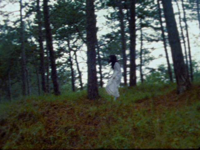 Video Reference: Forest, Tree, Woodland, Nature, Natural environment, Spruce-fir forest, Old-growth forest, Northern hardwood forest, Tropical and subtropical coniferous forests, Wilderness