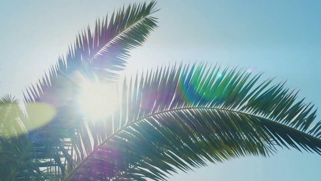 Video Reference: Tree, Palm tree, Arecales, Sky, Plant, Woody plant, Leaf, Elaeis, Attalea speciosa, Borassus flabellifer