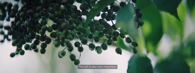 Video Reference: Green, Leaf, Plant, Flower, Tree