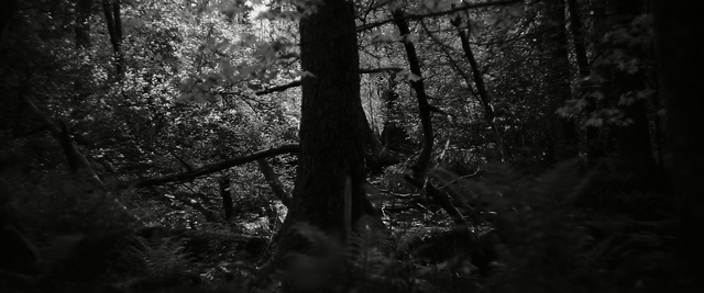 Video Reference: black, nature, forest, black and white, woodland, tree, monochrome photography, darkness, atmosphere, woody plant