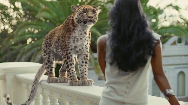 Video Reference: Vertebrate, Terrestrial animal, Mammal, Felidae, Wildlife, Cheetah, Jaguar, Leopard, Big cats, Carnivore