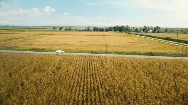 Video Reference: field, crop, agriculture, plain, grass family, farm, prairie, grassland, rural area, pasture