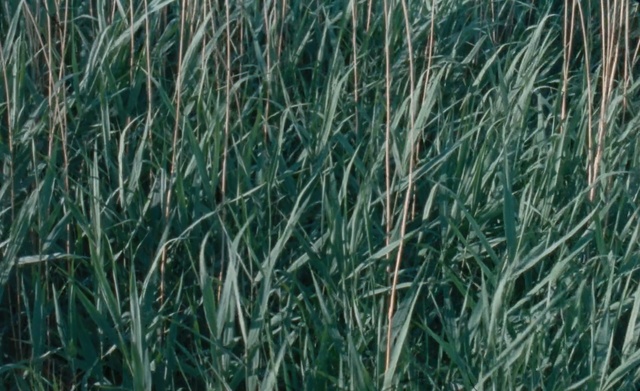Video Reference: Grass, Green, Plant, Elymus repens, Leaf, Chrysopogon zizanioides, Ephedra, Sedge family