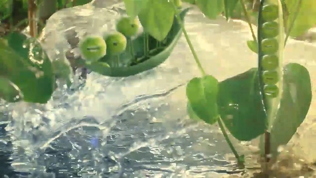 Video Reference: Water, Green, Plant, Leaf, Flower, Botany, Plant stem, Aquatic plant, water lily