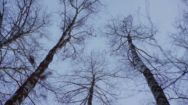 Video Reference: Tree, Branch, Sky, Woody plant, Plant, Trunk, Atmospheric phenomenon, Twig, Canoe birch, Birch