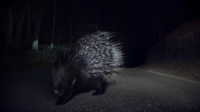 Video Reference: Porcupine, New World porcupine, Darkness, Erinaceidae, Snout, Rodent, Hedgehog, Wildlife, Night, Whiskers