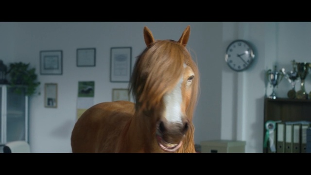 Video Reference: Horse, Mammal, Hair, Vertebrate, Mane, Head, Mare, Stallion, Mustang horse, Sorrel, Person