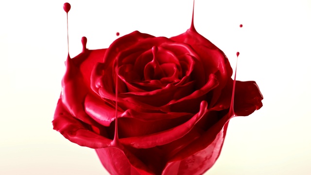 Video Reference: Garden roses, Red, Rose, Petal, Flower, Hybrid tea rose, Rose family, Floribunda, Pink, Plant