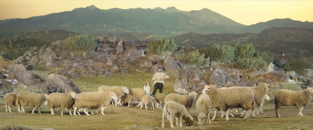 Video Reference: Herd, Sheep, Sheep, Herding, Pasture, Grazing, Livestock, Grassland, Highland, Rural area, Person