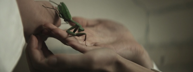 Video Reference: hand, arm, human, muscle, finger, close up, neck, organism