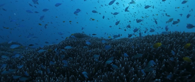 Video Reference: coral reef, ecosystem, marine biology, underwater, reef, water, coral reef fish, coral, organism, shoal