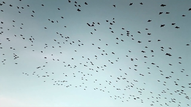Video Reference: sky, flock, bird migration, animal migration, atmosphere, bird, beak