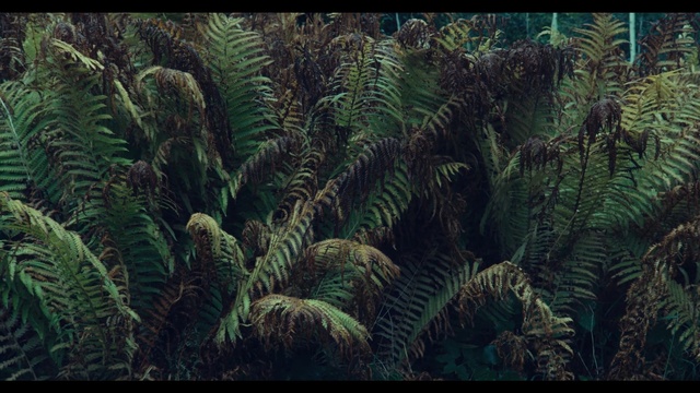 Video Reference: vegetation, ecosystem, plant, ferns and horsetails, fern, organism, tropical and subtropical coniferous forests, biome, jungle, forest