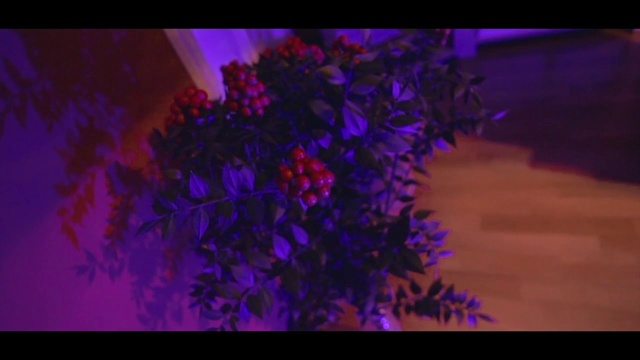 Video Reference: Violet, Purple, Lavender, Light, Lilac, Organism, Plant, Flower, Fractal art, Magenta