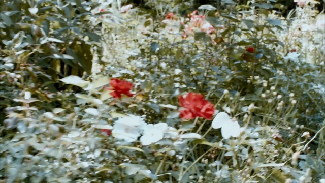 Video Reference: plant, flower, flora, wildflower, spring, leaf, flowering plant, shrub, petal, grass