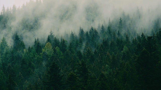 Video Reference: shortleaf black spruce, Vegetation, Nature, Tree, Atmospheric phenomenon, Forest, Green, Tropical and subtropical coniferous forests, Biome, Spruce-fir forest