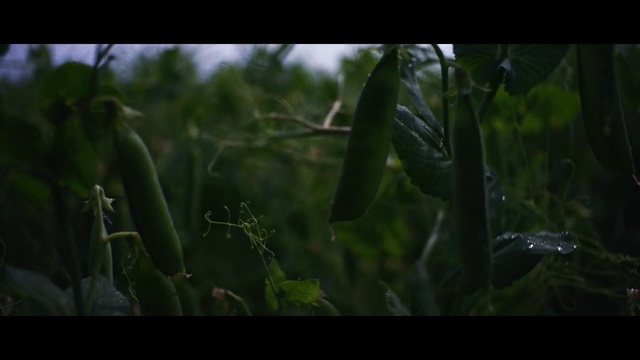 Video Reference: vegetation, ecosystem, flora, leaf, grass, plant, jungle, screenshot, forest, biome