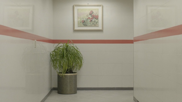 Video Reference: Green, Room, Wall, Flowerpot, Line, Ceiling, Plant, Material property, Interior design, Floor