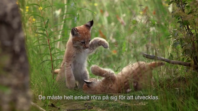 Video Reference: Wildlife, Felidae, Terrestrial animal, Adaptation, Wild cat, Carnivore, Photo caption, Cat, Fawn, Small to medium-sized cats