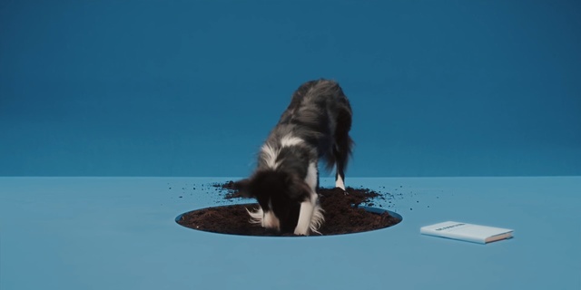 Video Reference: Canidae, Dog breed, Dog, Water, Sporting Group, Carnivore, Spaniel