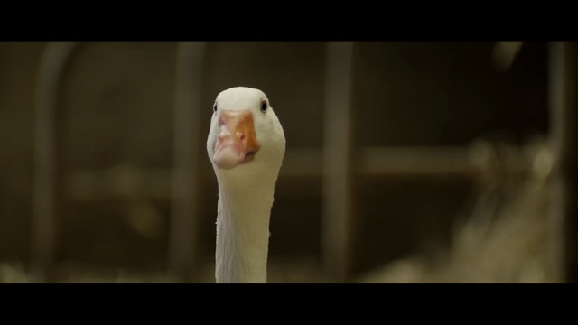 Video Reference: beak, bird, vertebrate, water bird, fauna, ducks geese and swans, waterfowl