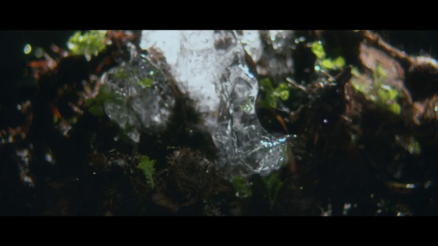 Video Reference: Nature, Water, Vegetation, Water resources, Natural environment, Jungle, Watercourse, Rainforest, Organism, Sunlight, Table, Sitting, Photo, Glass, Close, Wine, Standing, Cake, Laptop, Green, White, Holding, Man, Bird, Computer, Broccoli, Food, Large, Vase, Red, People, Group, Reef, Screenshot, Aquarium