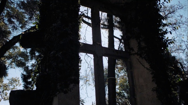 Video Reference: Tree, Natural environment, Light, Woody plant, Forest, Branch, Sunlight, Plant, Old-growth forest, Trunk