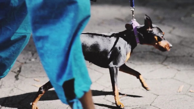 Video Reference: Dog, Canidae, Dog breed, Dobermann, Guard dog, Miniature pinscher, Pinscher, Carnivore, Manchester terrier, Working dog