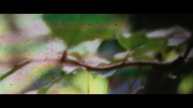 Video Reference: Nature, Leaf, Green, Water, Macro photography, Organism, Plant, Adaptation, Plant stem, Photography