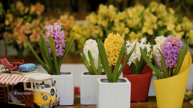Video Reference: Flower, Flowerpot, Cut flowers, Plant, Yellow, Hyacinth, Houseplant, Flowering plant, Floristry, Artificial flower